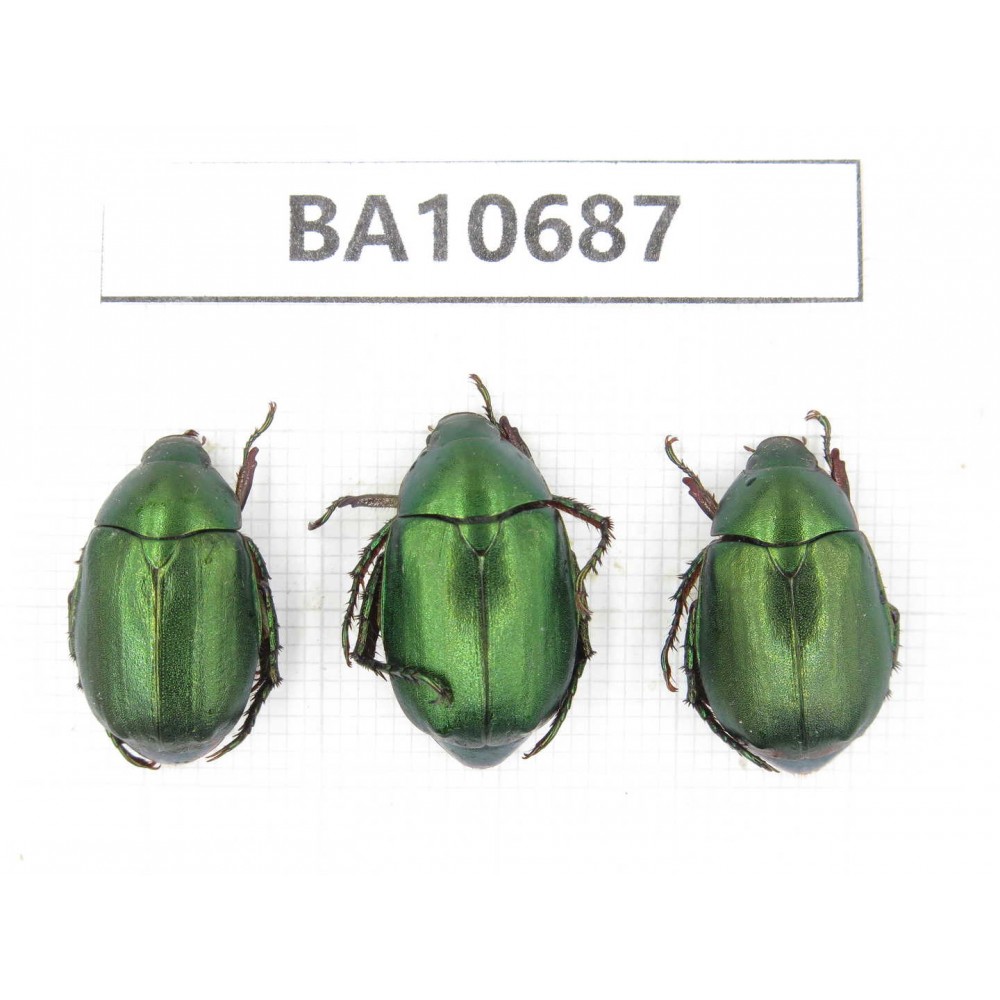 Rutelidae sp. China, Yunnan, Dehong, Yingjiang county. 3Pcs. BA10687.