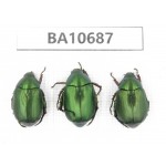 Rutelidae sp. China, Yunnan, Dehong, Yingjiang county. 3Pcs. BA10687.
