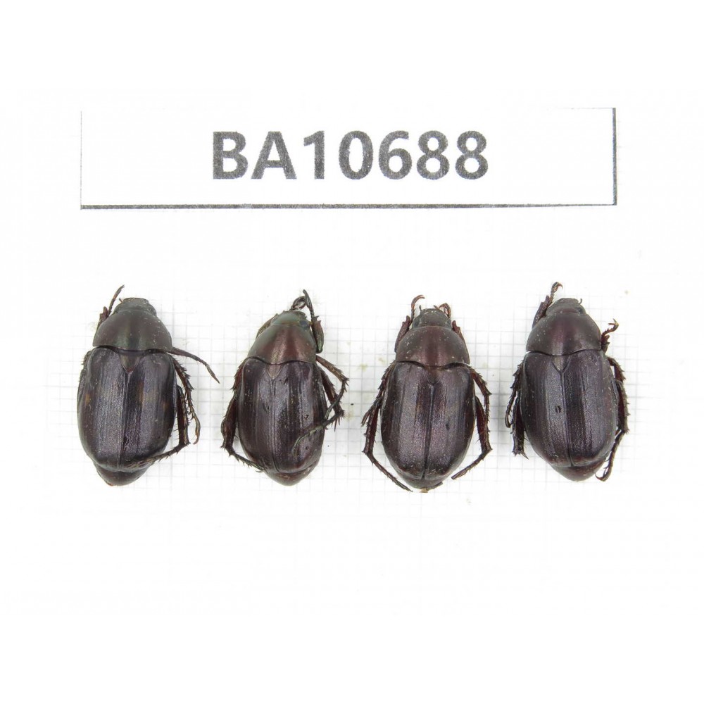 Rutelidae sp. China, Yunnan, Dehong, Yingjiang county. 4Pcs. BA10688.