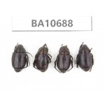 Rutelidae sp. China, Yunnan, Dehong, Yingjiang county. 4Pcs. BA10688.