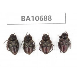 Rutelidae sp. China, Yunnan, Dehong, Yingjiang county. 4Pcs. BA10688.