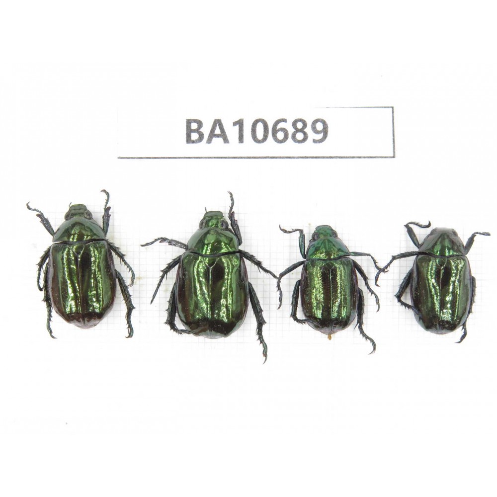 Rutelidae sp. China, Yunnan, Dehong, Yingjiang county. 4Pcs. BA10689.