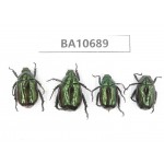 Rutelidae sp. China, Yunnan, Dehong, Yingjiang county. 4Pcs. BA10689.