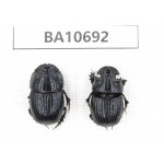 Geotrupidae sp. China, Yunnan, Dehong,Yingjiang county. 2Pcs. BA10692.