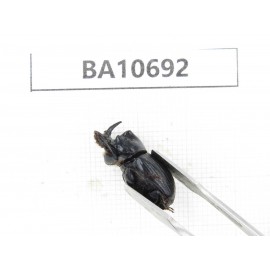 Geotrupidae sp. China, Yunnan, Dehong,Yingjiang county. 2Pcs. BA10692.