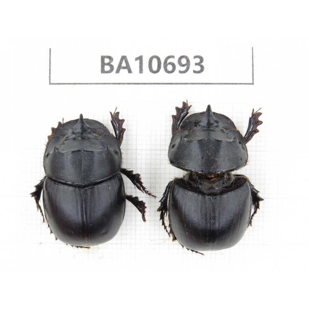 Geotrupidae sp. China, Yunnan, Dehong,Yingjiang county. 2Pcs. BA10693.