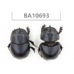Geotrupidae sp. China, Yunnan, Dehong,Yingjiang county. 2Pcs. BA10693.