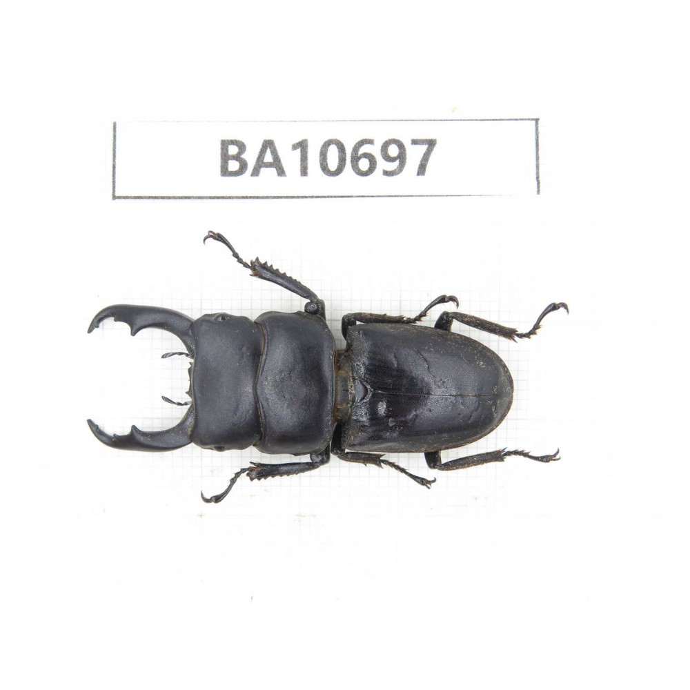Dorcus sp. China, Yunnan, Dehong, Yingjiang county. 1M. BA10697.