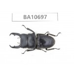 Dorcus sp. China, Yunnan, Dehong, Yingjiang county. 1M. BA10697.