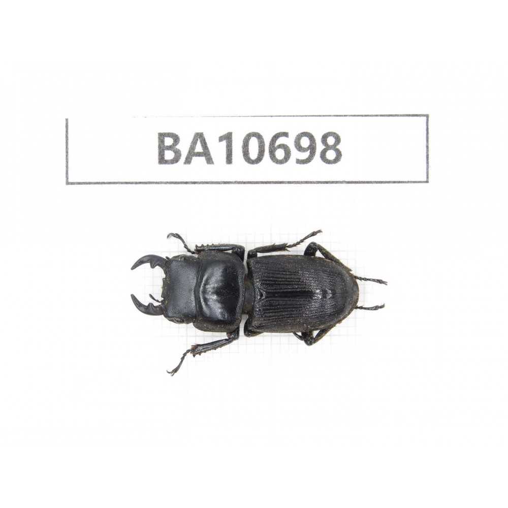 Dorcus sp. China, Yunnan, Dehong, Yingjiang county. 1M. BA10698.