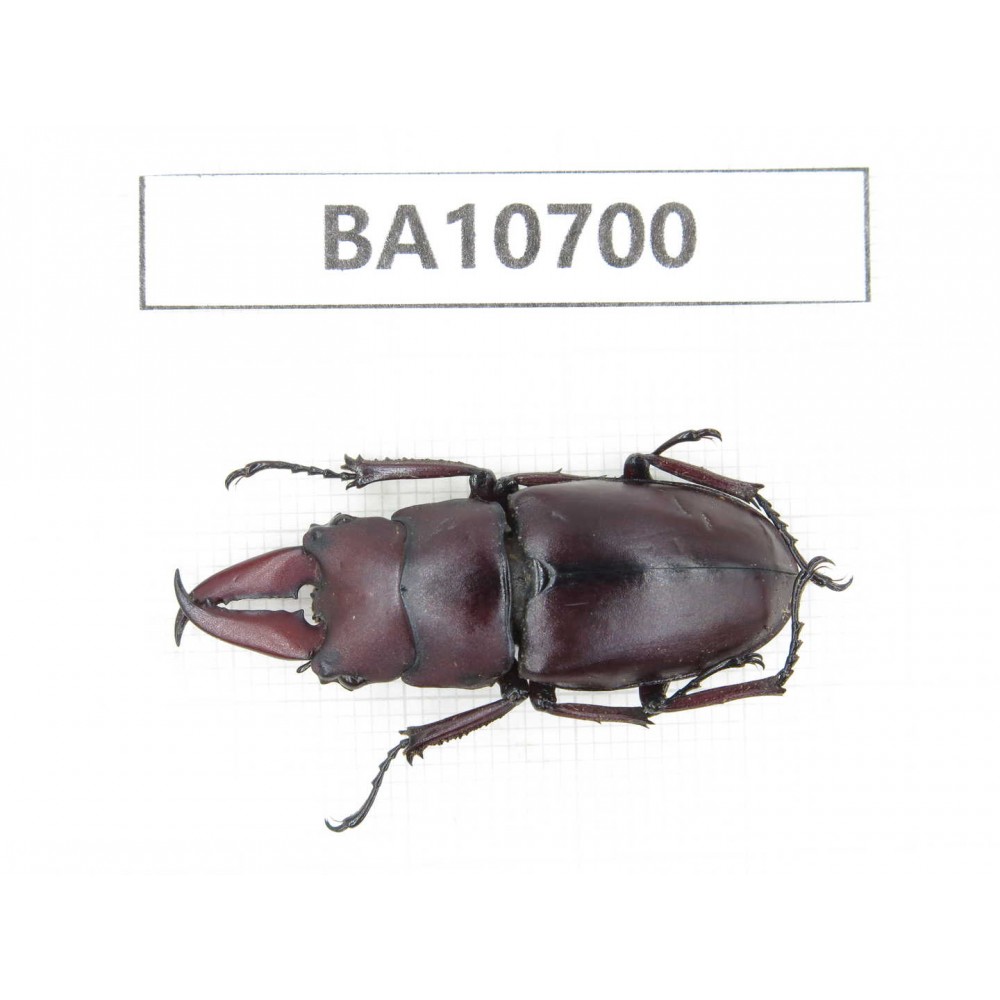 Prosopocoilus sp. China, Yunnan, Dehong,Yingjiang county. 1M. BA10700.
