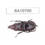 Prosopocoilus sp. China, Yunnan, Dehong,Yingjiang county. 1M. BA10700.