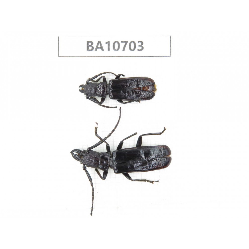 Cerambycidae sp. China, Yunnan, Baoshan, Tengchong. 2Pcs. BA10703.