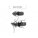 Cerambycidae sp. China, Yunnan, Baoshan, Tengchong. 2Pcs. BA10703.