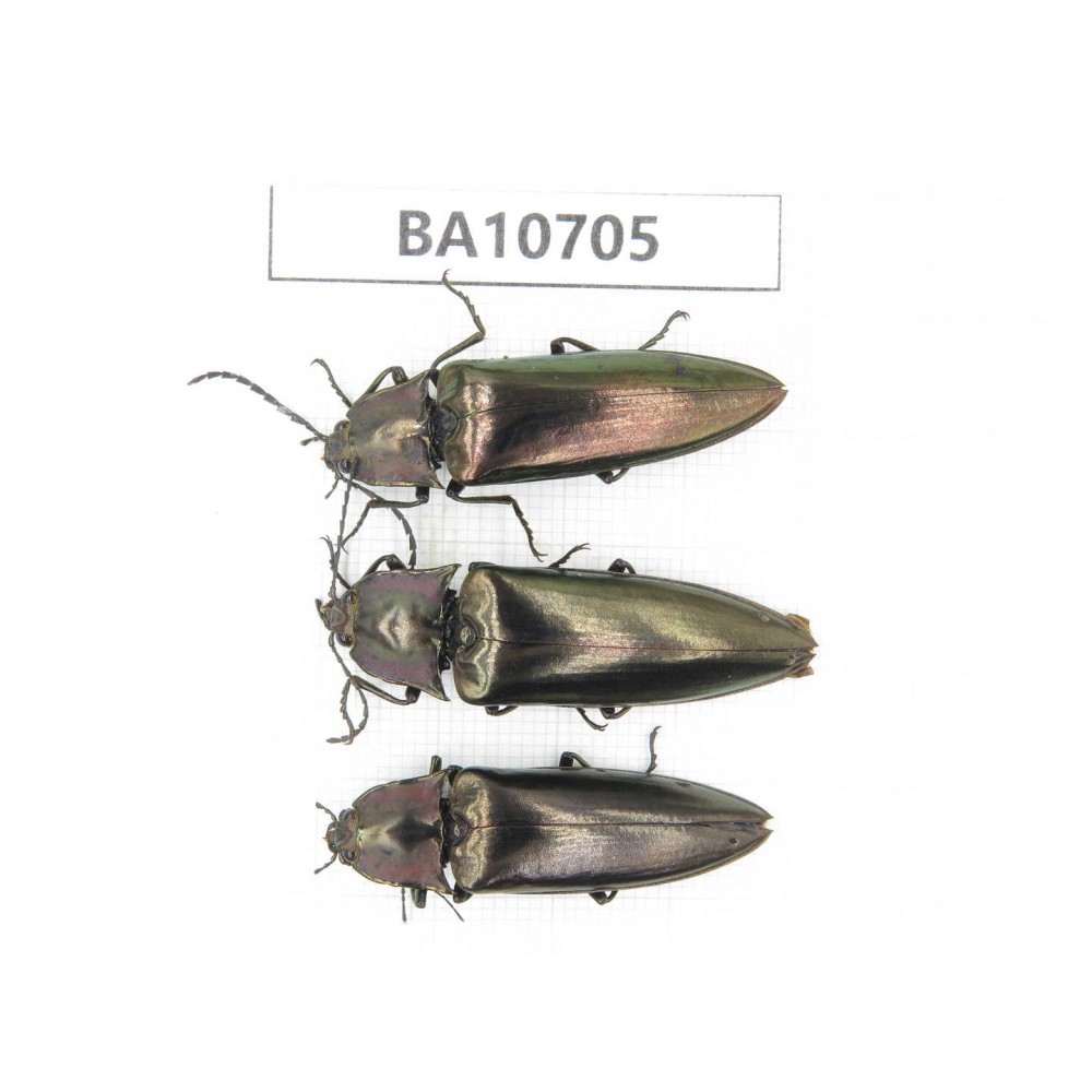 Elateridae sp. China,  Yunnan, Baoshan, Tengchong. 3Pcs. BA10705.