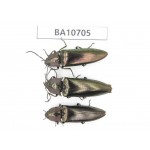 Elateridae sp. China,  Yunnan, Baoshan, Tengchong. 3Pcs. BA10705.