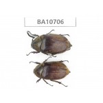 Melolonthidae sp. China, Yunnan, Baoshan, Tengchong. 2Pcs. BA10706.
