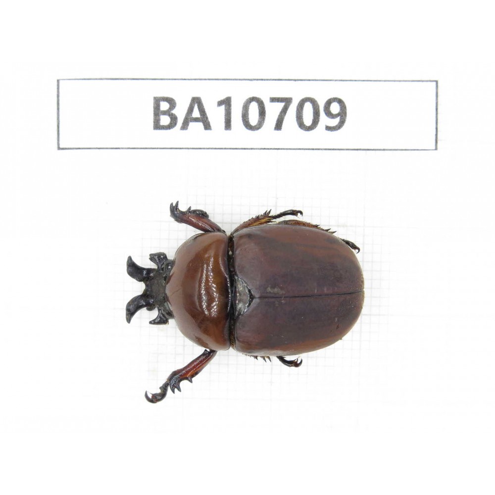 Rutelidae sp. China, Yunnan, Baoshan, Tengchong. 1Pcs. BA10709.
