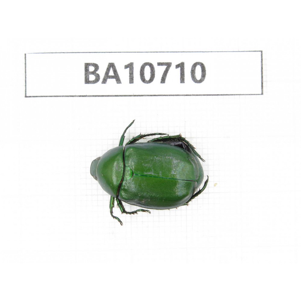 Rutelidae sp. China, Yunnan, Baoshan, Tengchong. 1Pcs. BA10710.