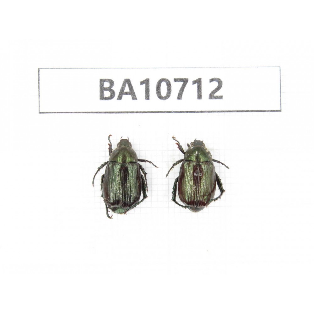 Rutelidae sp. China, Yunnan, Baoshan, Tengchong. 2Pcs. BA10712.