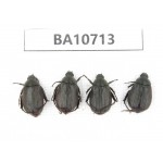 Rutelidae sp. China, Yunnan, Baoshan, Tengchong. 4Pcs. BA10713.