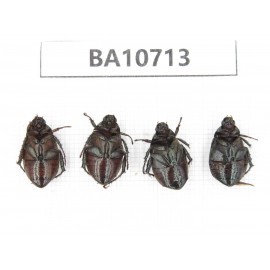 Rutelidae sp. China, Yunnan, Baoshan, Tengchong. 4Pcs. BA10713.