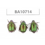 Rutelidae sp. China, Yunnan, Baoshan, Tengchong. 3Pcs. BA10714.
