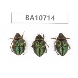 Rutelidae sp. China, Yunnan, Baoshan, Tengchong. 3Pcs. BA10714.
