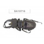 Lucanus fryi. China, Yunnan, Baoshan, Tengchong. 1M. BA10716.