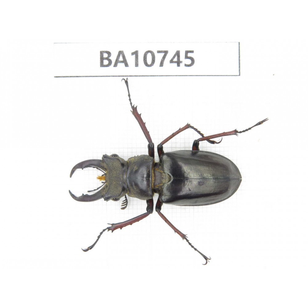 Lucanus sp. Myanmar, Kechin, Nanse.1M. BA10745.
