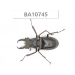 Lucanus sp. Myanmar, Kechin, Nanse.1M. BA10745.