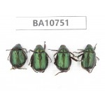 Rutelidae sp. Myanmar, Kechin, Nanse. 4Pcs. BA10751.