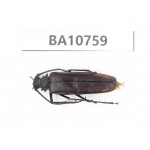 Cerambycidae sp. Myanmar, Kechin, Nanse. 1Pcs. BA10759.
