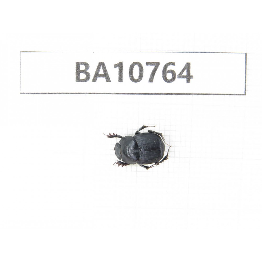 Geotrupidae sp. China, Tibet, Linzhi, Bomi county. 1Pcs. BA10764.