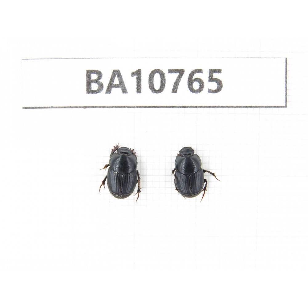 Geotrupidae sp. China, Tibet, Linzhi, Bomi county. 2Pcs. BA10765.