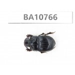 Geotrupidae sp. China, Tibet, Linzhi, Bomi county. 1Pcs. BA10766.
