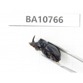Geotrupidae sp. China, Tibet, Linzhi, Bomi county. 1Pcs. BA10766.
