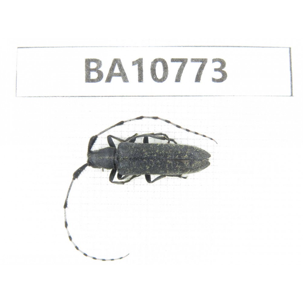 Cerambycidae sp. China, Heilongjiang, Mudanjiang. 1Pcs. BA10773.