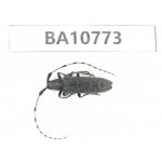 Cerambycidae sp. China, Heilongjiang, Mudanjiang. 1Pcs. BA10773.
