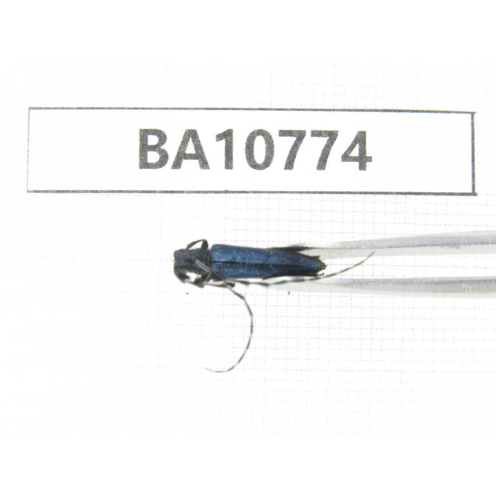 Cerambycidae sp. China, Heilongjiang, Mudanjiang. 1Pcs. BA10774.