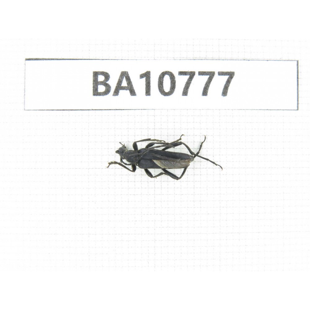Cerambycidae sp. China, Heilongjiang, Mudanjiang. 1Pcs. BA10777.
