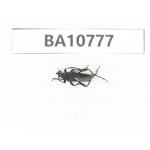 Cerambycidae sp. China, Heilongjiang, Mudanjiang. 1Pcs. BA10777.