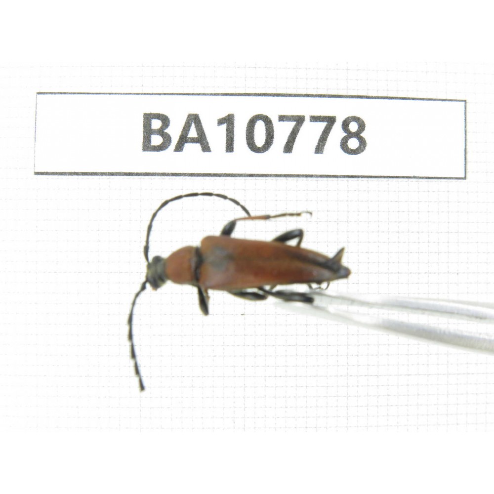 Cerambycidae sp. China, Heilongjiang, Mudanjiang. 1Pcs. BA10778.