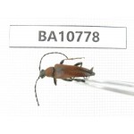 Cerambycidae sp. China, Heilongjiang, Mudanjiang. 1Pcs. BA10778.