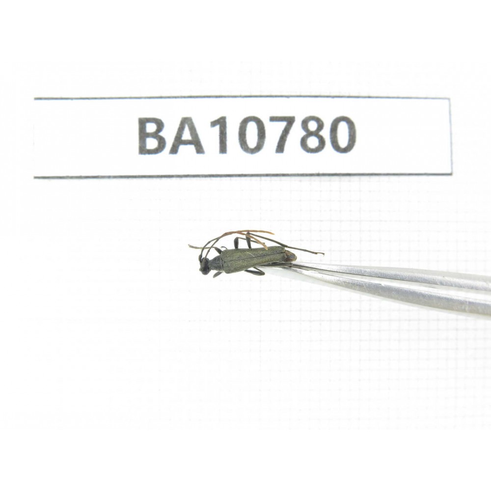Cerambycidae sp. China, Heilongjiang, Mudanjiang. 1Pcs. BA10780.