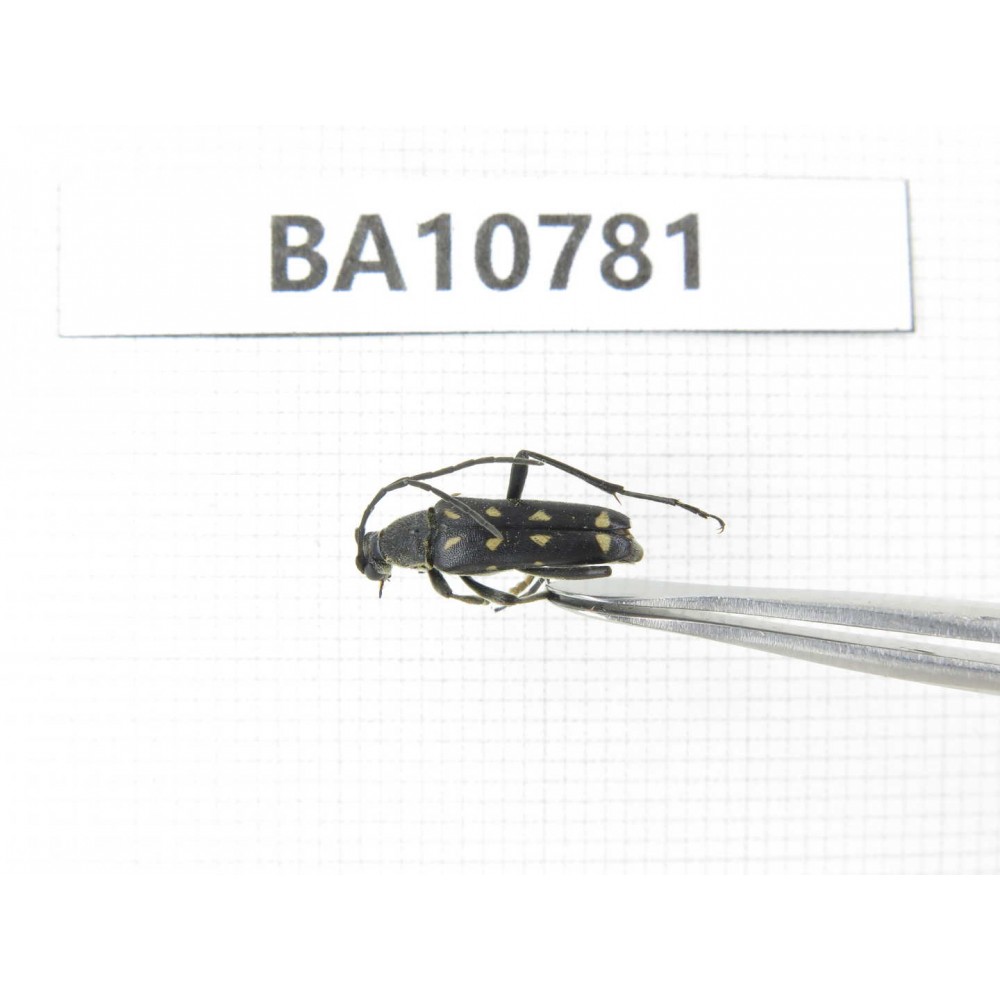Cerambycidae sp. China, Heilongjiang, Mudanjiang. 1Pcs. BA10781.