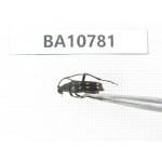 Cerambycidae sp. China, Heilongjiang, Mudanjiang. 1Pcs. BA10781.