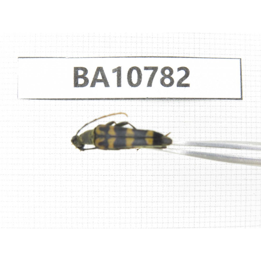 Cerambycidae sp. China, Heilongjiang, Mudanjiang. 1Pcs. BA10782.