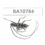 Cerambycidae sp. China, Heilongjiang, Mudanjiang. 1Pcs. BA10784.