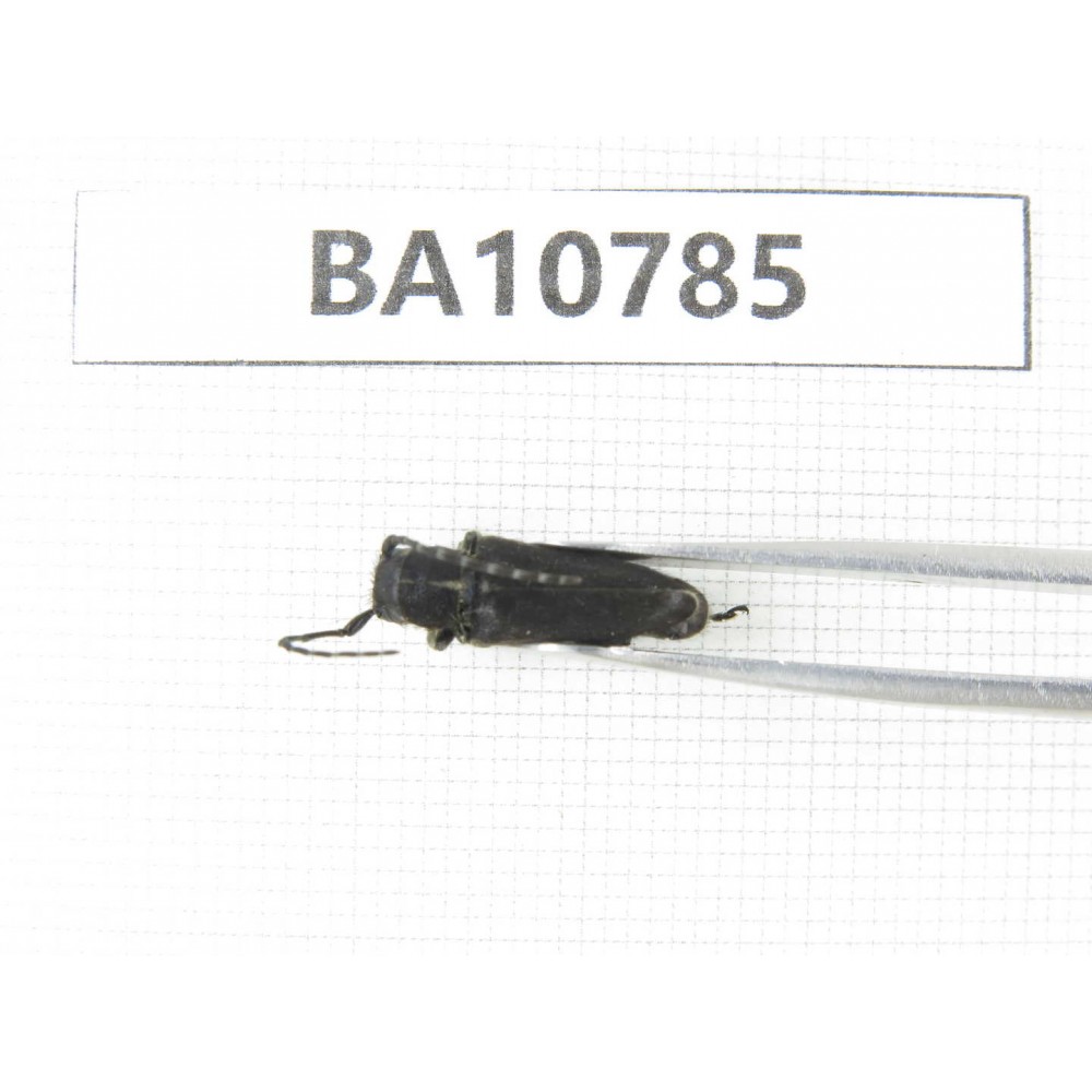 Cerambycidae sp. China, Heilongjiang, Mudanjiang. 1Pcs. BA10785.